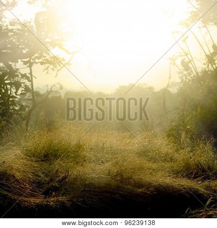 sunlight field