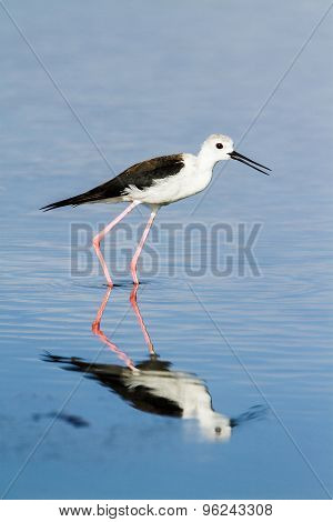 Black-winged Stilt In Pottuvil, Sri Lanka