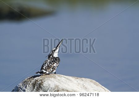 Pied Kingfisher Bird In Pottuvil, Sri Lanka