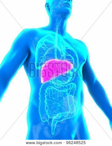 Human Liver Anatomy