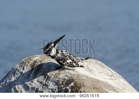 Pied Kingfisher Bird In Pottuvil, Sri Lanka