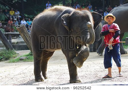 elephant show
