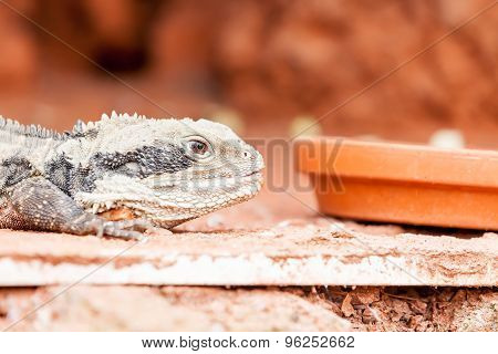 Lizard