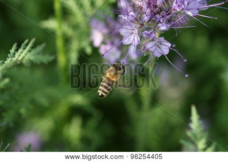 Close-up Of  Phacelia  Flower (phacelia Tanacetifolia) And Flying Honeybee