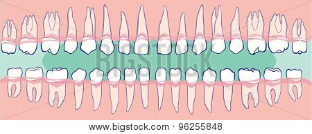 All Tooth. Human Jaw.