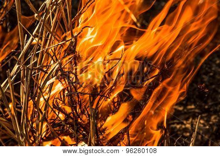 Forest fire