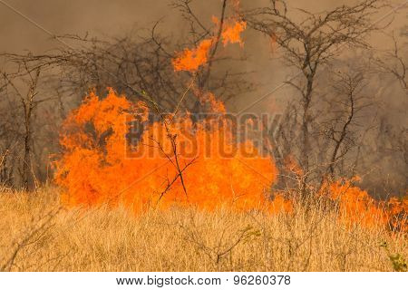 Bushfire disaster