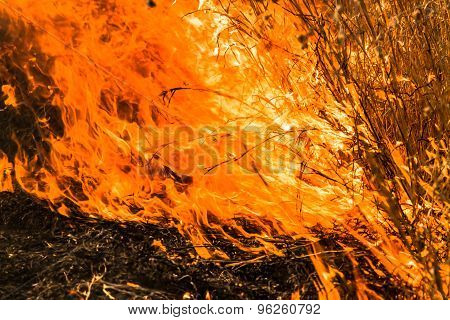 Forent on Fire