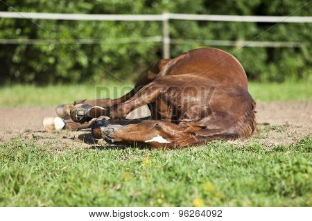 Horse sleep on meadow