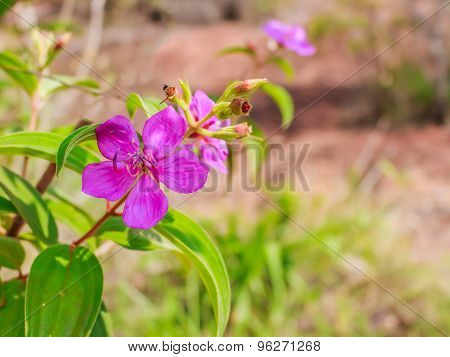 Indian Rhododendron
