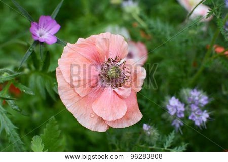 Delicate Pale Pink Field Poppy