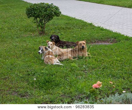 Flock Of Stray Dogs On The Grass