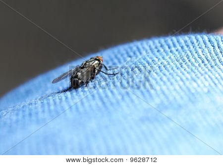 บินในกางเกงยีนส์ของฉัน