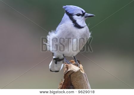 Blue Jay