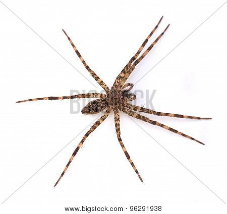 Fishing Spider