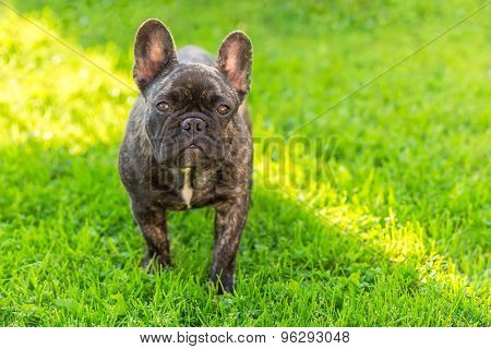 cute domestic dog brindle French Bulldog breed