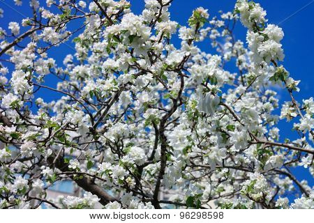 Apple Flower At Spring