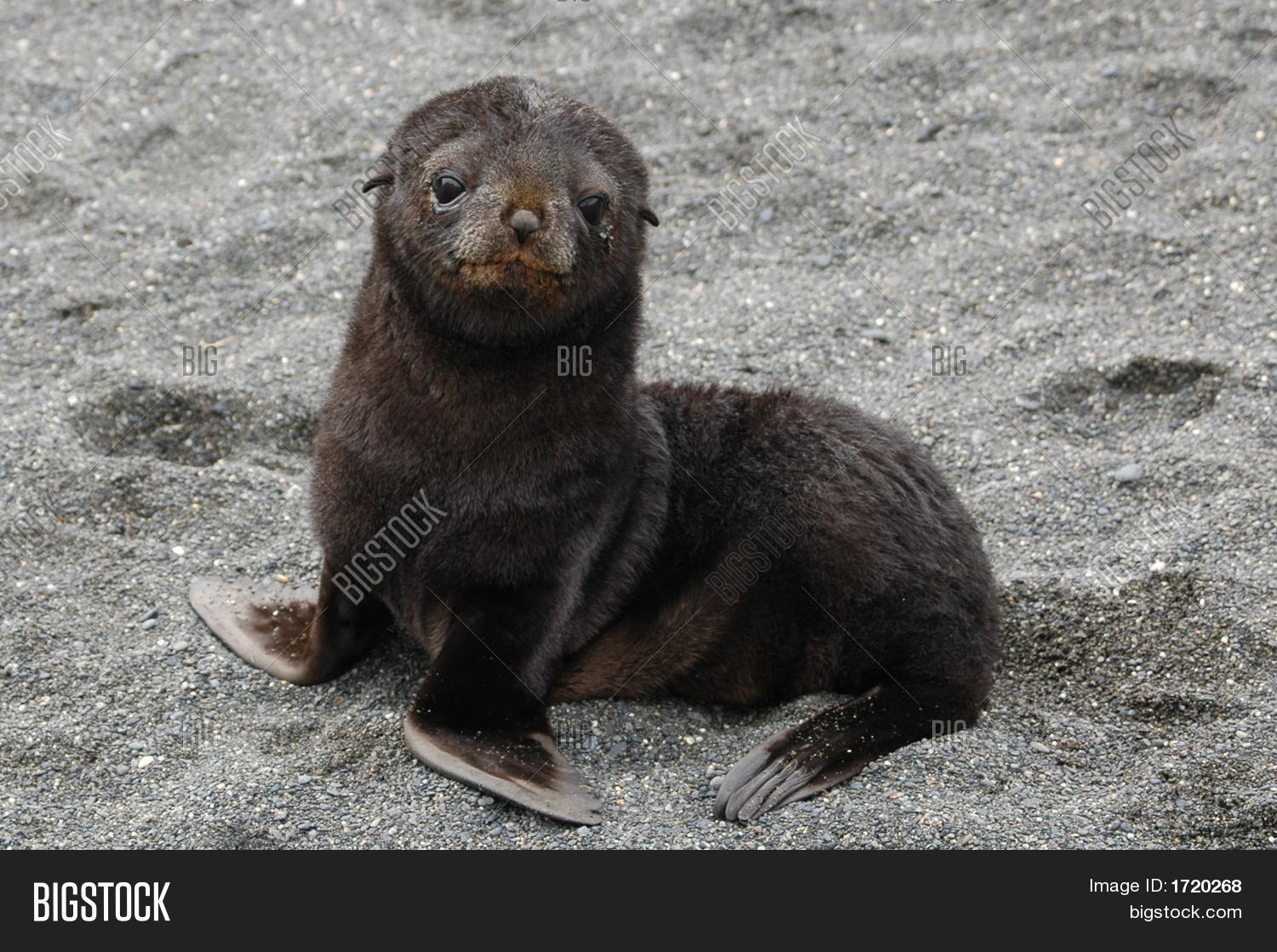 Baby Fur Seal Image & Photo (Free Trial) Bigstock