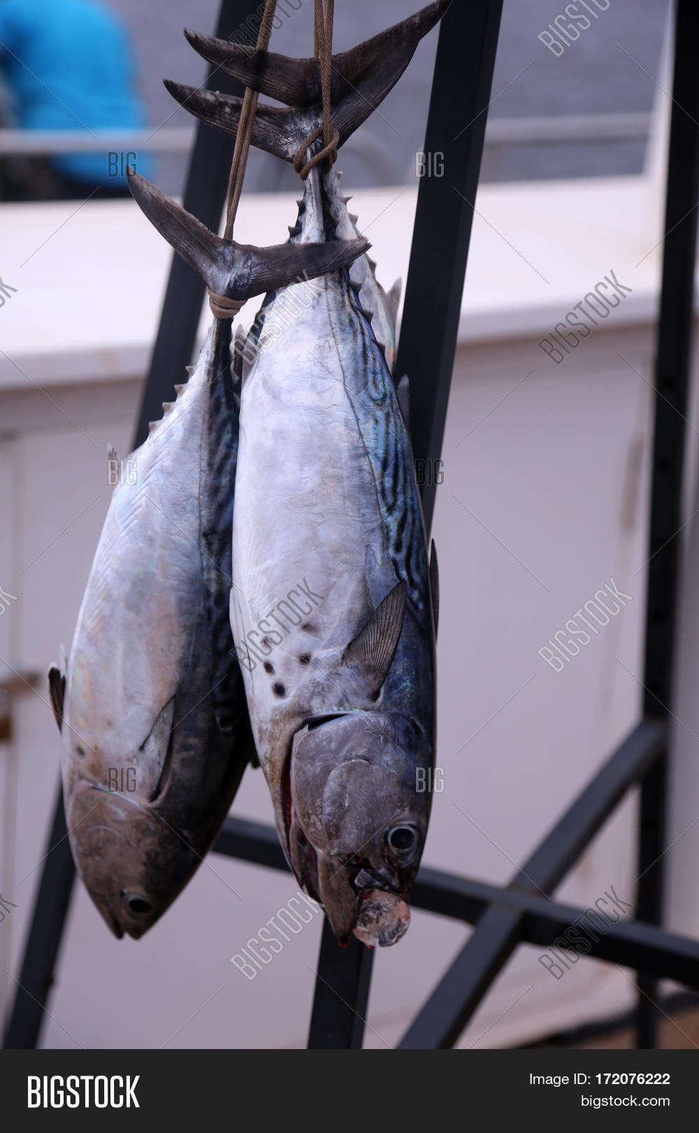 Skipjack Tuna, Image & Photo (Free Trial) Bigstock