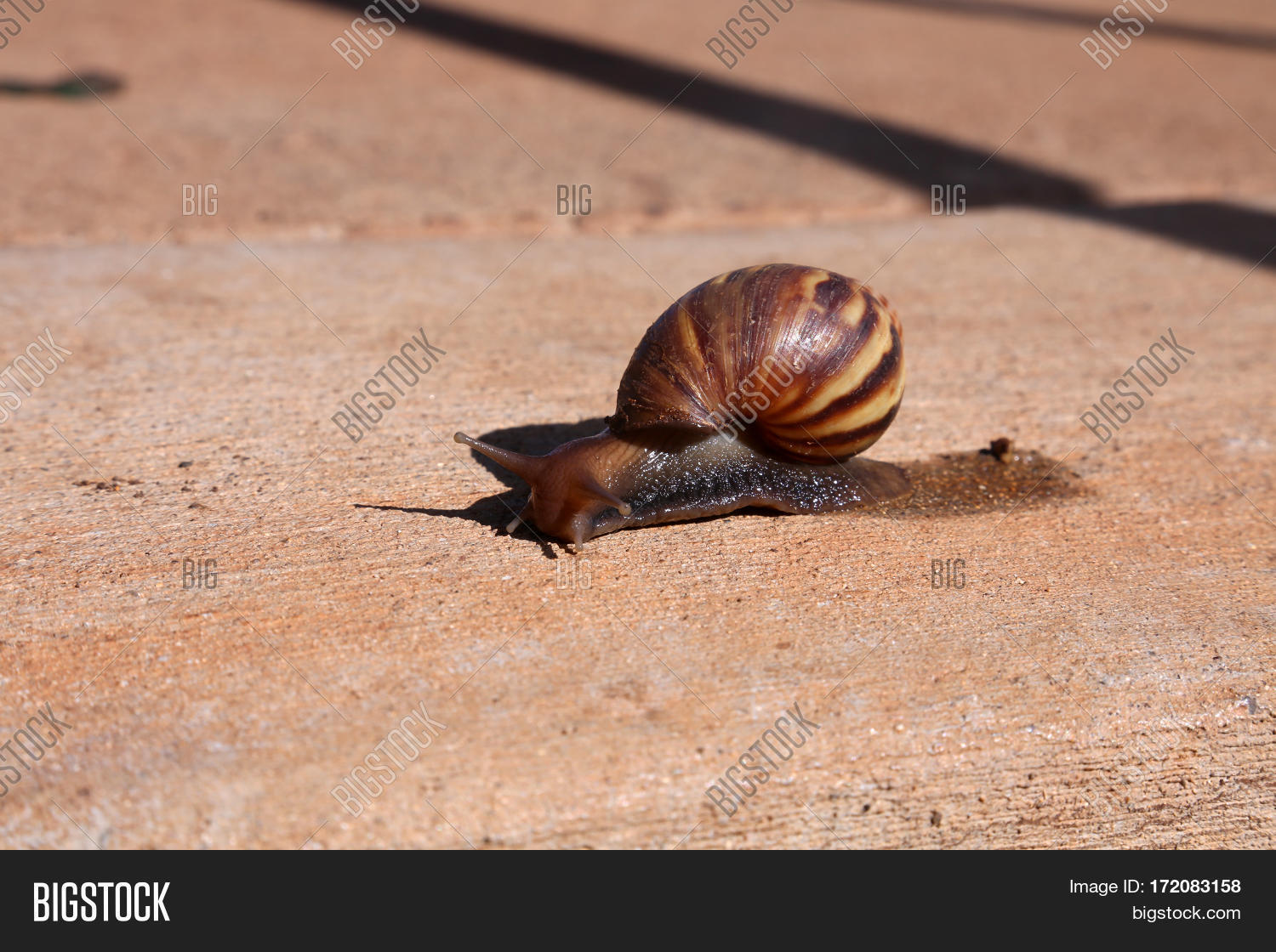 O'ahu Tree Snail. O? Image & Photo (Free Trial) Bigstock