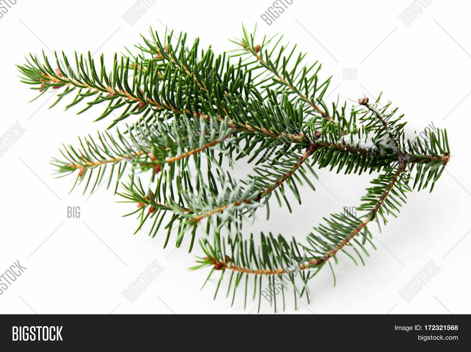 Christmas Pine Tree Image & Photo (Free Trial) Bigstock