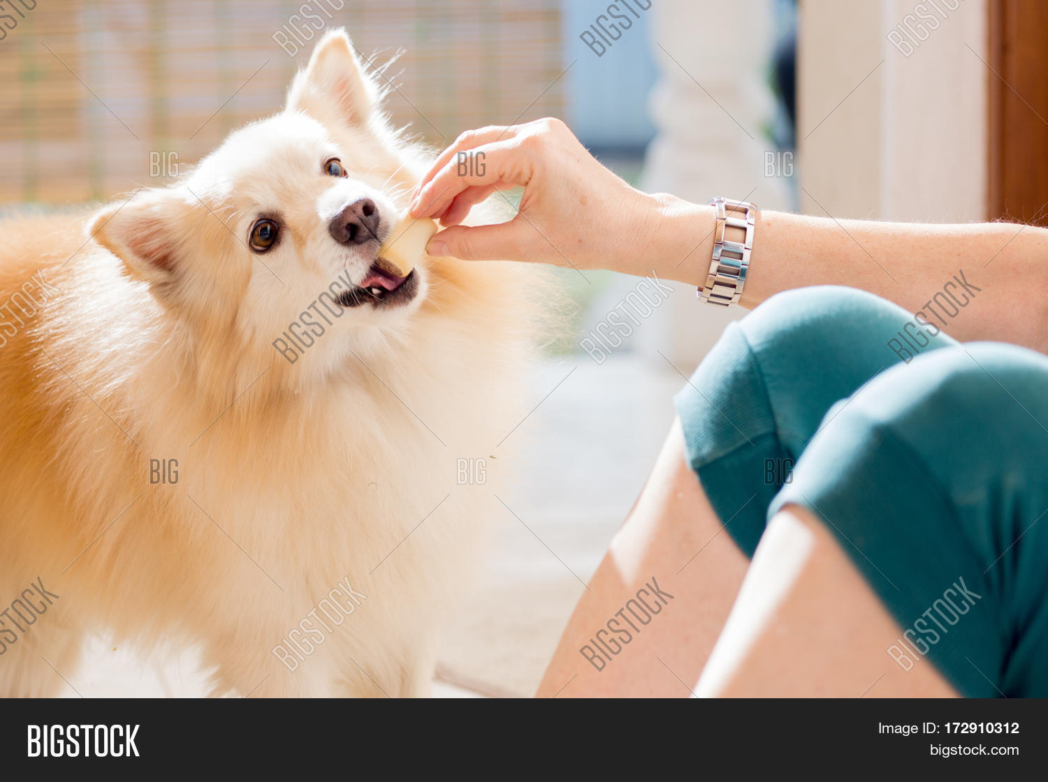 Woman Hand Feeding Pet Image & Photo (Free Trial) Bigstock