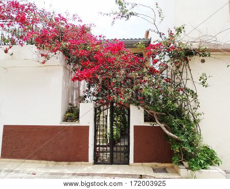 door architecture detail in house building with bougainvillea Greece