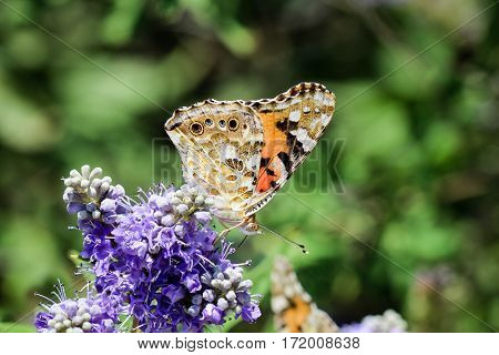 Fletches of butterfly on butterflies Flowers, summer, nature
