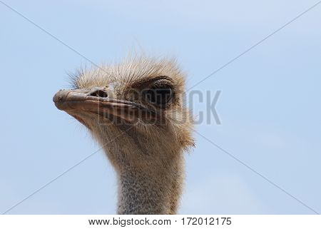 Ostrich face against a blue sky in Aruba.