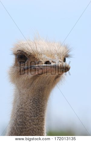Ostrich with a curious expression with a blue sky.