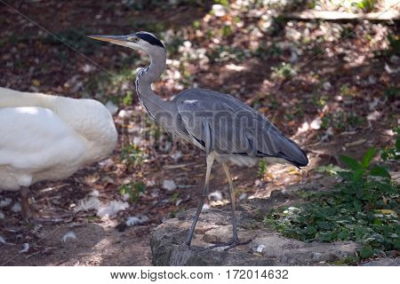 Grey heron standing by the lake Maksimir, Zagreb, Croatia