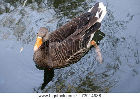 Duck swimming in the lake, Maksimir, Zagreb, Croatia