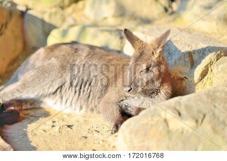 Small kangaroo laying and sleeping in the sun closeup