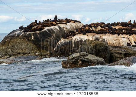 Cape Fur Seals (Arctocephalus pusillus) at Seal Island South Africa