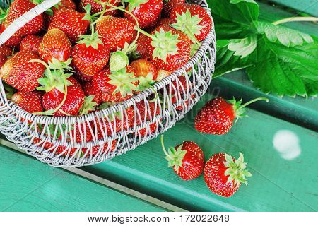 Ripe and tasty strawberries metal a basket in the street on a bright sunny day garden on a green bench
