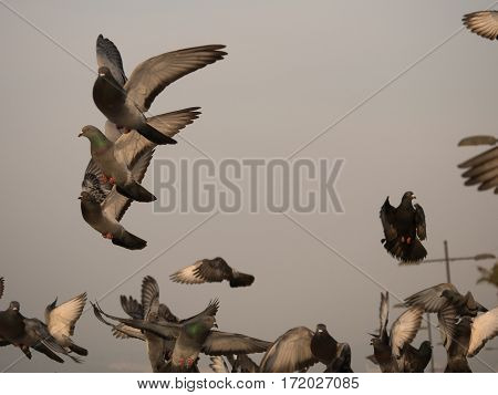 Group Of Pigeon Bird Flying By The Sea