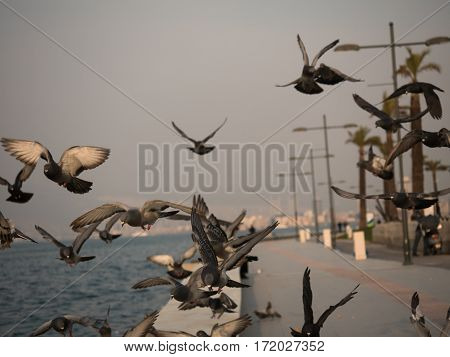 Group Of Pigeon Bird Flying By The Sea