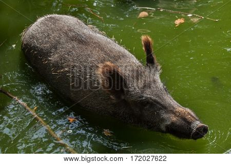 Wild boar (Sus scrofa), also known as the wild swine or Eurasian wild pig.