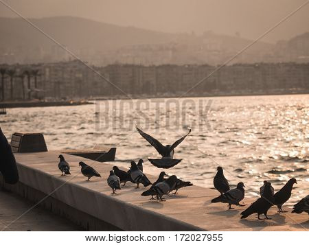 Group Of Pigeon Bird Flying By The Sea