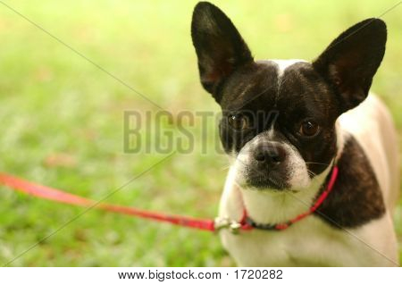 Boston Terrier con correa
