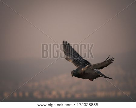 One Pigeon Bird Flying By The Sea