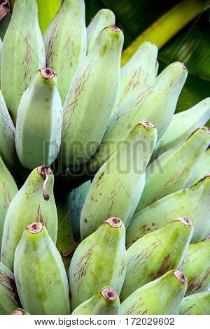 Bunch of raw Silver Bluggoe on a banana tree