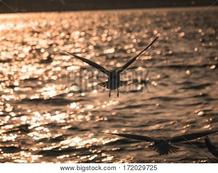 One Seagull Bird Flying By The Sea