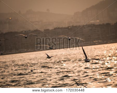 Group Of Seagull Bird Flying By The Sea