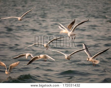 Group Of Seagull Bird Flying By The Sea