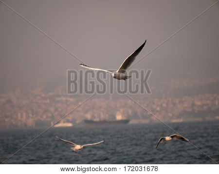 Group Of Seagull Bird Flying By The Sea