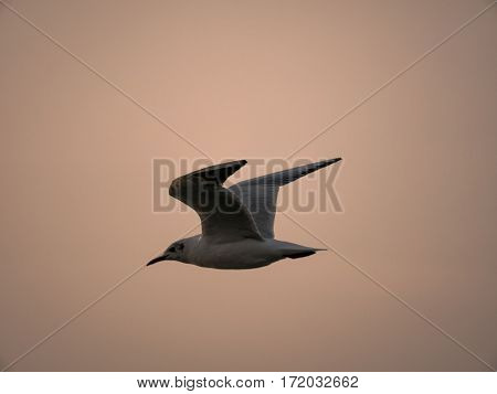 One Seagull Bird Flying By The Sea