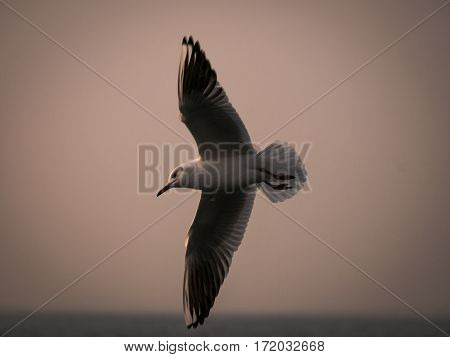 One Seagull Bird Flying By The Sea
