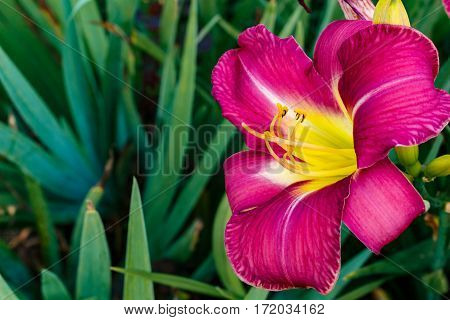 Zephyranthes Flower. Fairy Lily, Rainflower, Zephyr , Magic