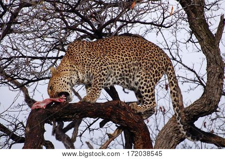Wonderful Leopard in the Landscape of Namibia